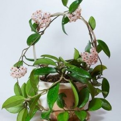 Hoya White Plant